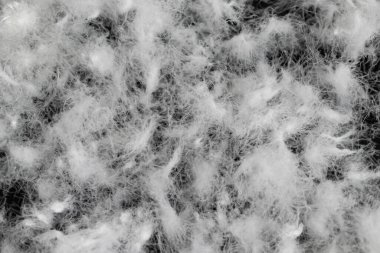 Siyah arka planda beyaz kaz