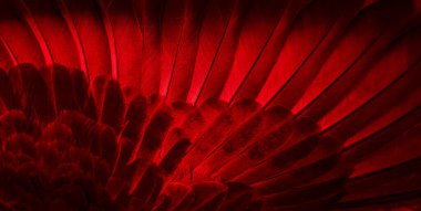 Kırmızı tüylü güvercin makro fotoğrafı. doku veya arkaplan