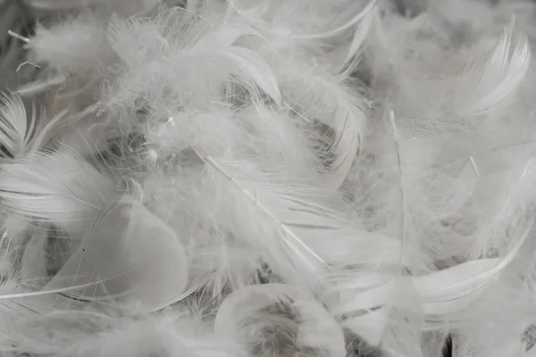 Schöne Weiße Entenfedern Hintergrund Oder Textur — Stockfoto
