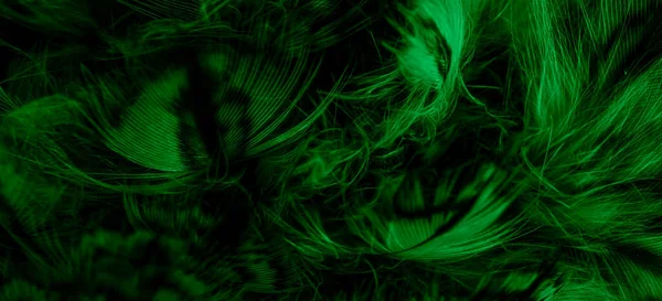 Зеленые Перья Совы Видимыми Деталями — стоковое фото
