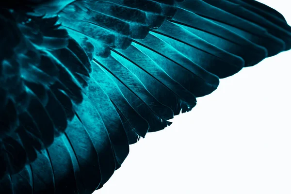 蓝色羽毛鸽子宏观照片 纹理或背景 — 图库照片