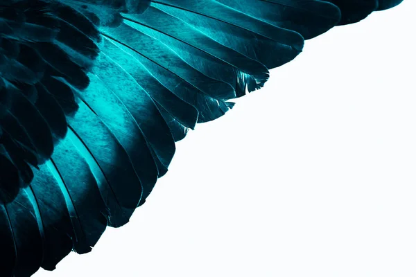 Mavi Tüylü Güvercin Makro Fotoğrafı Doku Veya Arkaplan — Stok fotoğraf