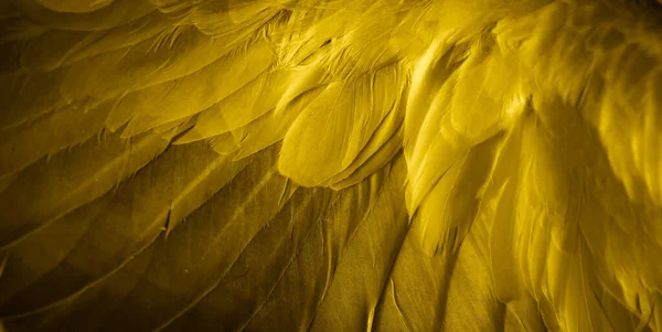 Altın Tüy Güvercin Makro Fotoğrafı Doku Veya Arkaplan — Stok fotoğraf