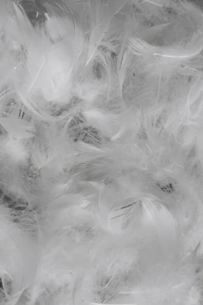 Pěkná Bílá Kachní Peří Pozadí Nebo Textura — Stock fotografie