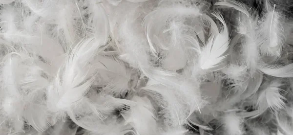 Belas Penas Pato Branco Fundo Textura — Fotografia de Stock