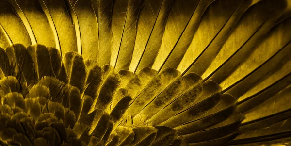 gold feather pigeon macro photo. texture or background