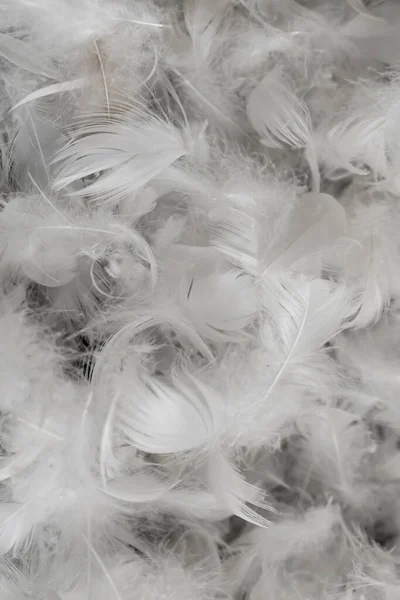 Nice White Duck Feathers Background Texture — Stock Photo, Image