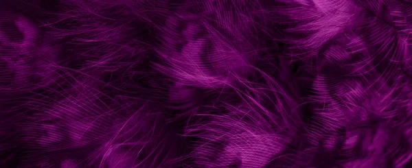 Violet Feathers Owl Visible Details — Photo