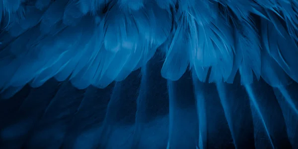 Foto Macro Del Piccione Piuma Blu Texture Sfondo — Foto Stock