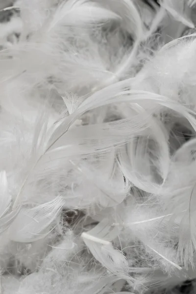 Ładne Białe Pióra Kaczki Tło Lub Tekstura — Zdjęcie stockowe