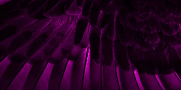 バイオレットフェザー鳩マクロ写真 テクスチャや背景 — ストック写真
