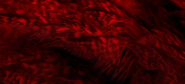 Red Feathers Owl Visible Details — Foto Stock