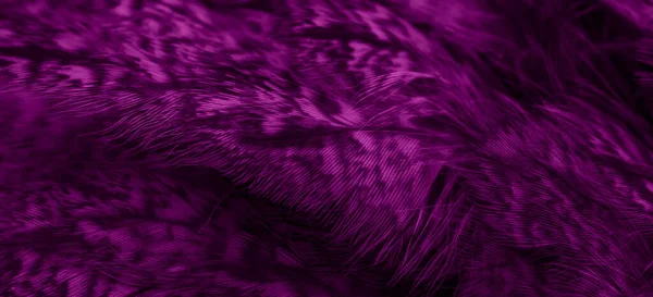 Violet Feathers Owl Visible Details —  Fotos de Stock