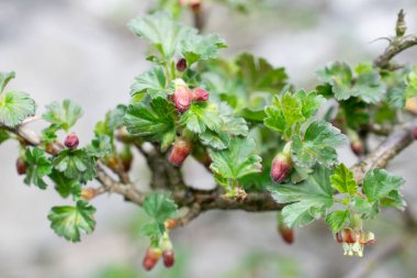 Kırmızı küçük çiçekli yeşil bektaşi üzümü dalları