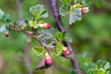 Kırmızı küçük çiçekli yeşil bektaşi üzümü dalları
