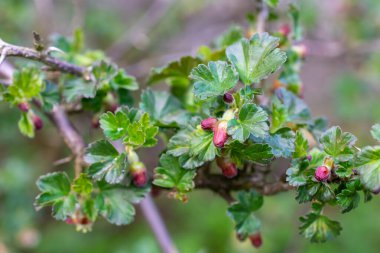 Kırmızı küçük çiçekli yeşil bektaşi üzümü dalları