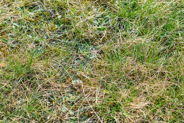 dry yellow grass on the lawn with green leaves