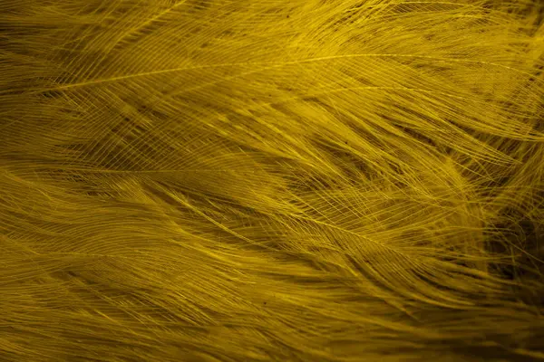 Black Yellow Feathers Background — Stock Photo, Image