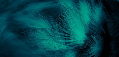 Beyaz ve mavi tüyler. arkaplan