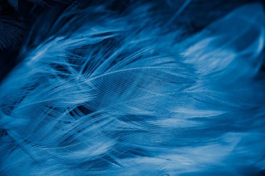 Beyaz ve mavi tüyler. arkaplan