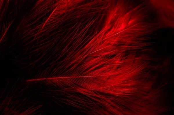 Siyah Kırmızı Tüyler Arkaplan — Stok fotoğraf