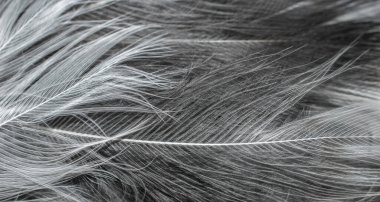 Beyaz ve siyah tüyler. arkaplan