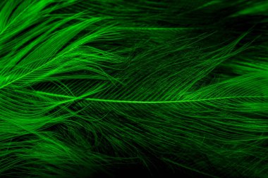 Siyah ve yeşil tüyler. arkaplan