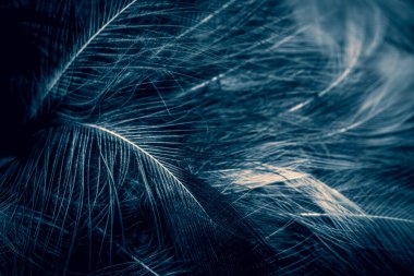 Beyaz ve mavi tüyler. arkaplan