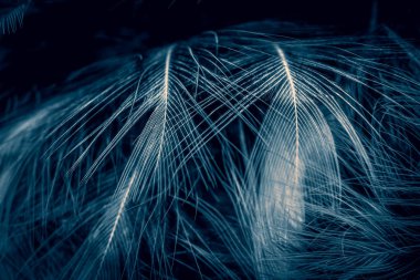 Beyaz ve mavi tüyler. arkaplan