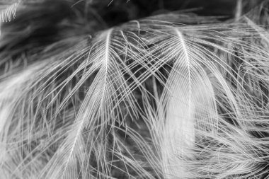 Beyaz ve siyah tüyler. arkaplan