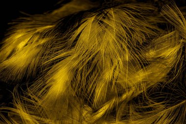 Siyah ve sarı tüyler. arkaplan