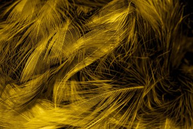 Siyah ve sarı tüyler. arkaplan