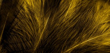 Siyah ve sarı tüyler. arkaplan