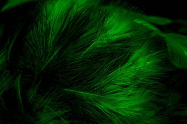 Siyah ve yeşil tüyler. arkaplan