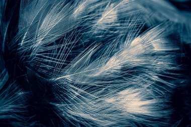 Beyaz ve mavi tüyler. arkaplan