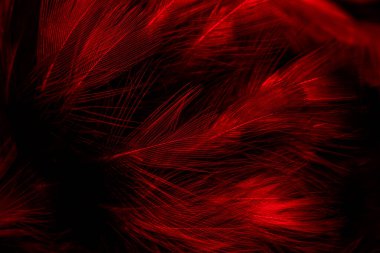 Siyah ve kırmızı tüyler. arkaplan
