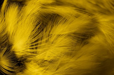 Siyah ve sarı tüyler. arkaplan