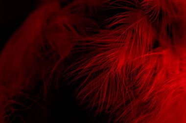 Siyah ve kırmızı tüyler. arkaplan