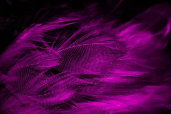 Черно Фиолетовые Перья Фон — стоковое фото