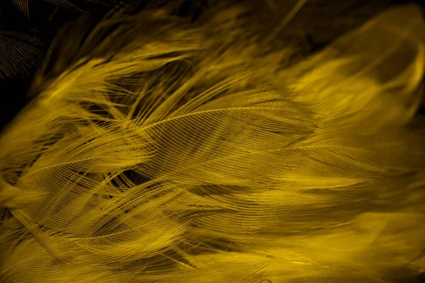 Black Yellow Feathers Background — Stock Photo, Image