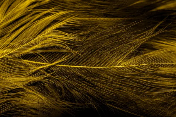 Черные Желтые Перья Фон — стоковое фото
