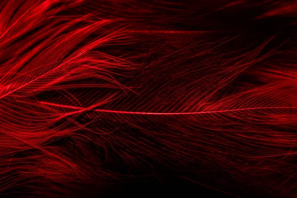 Schwarze Und Rote Federn Hintergrund — Stockfoto