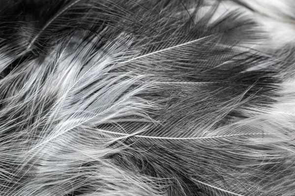 White Black Feathers Background — Stock Photo, Image