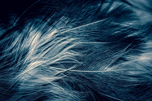 White Blue Feathers Background — Stock Photo, Image