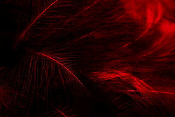 黑色和红色的羽毛 — 图库照片