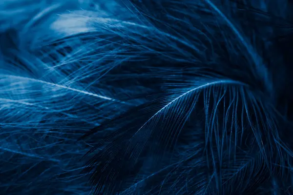 Białe Niebieskie Pióra Tło — Zdjęcie stockowe