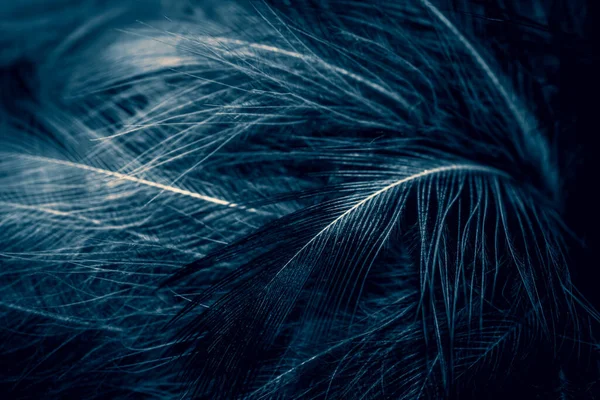 White Blue Feathers Background — Stock Photo, Image