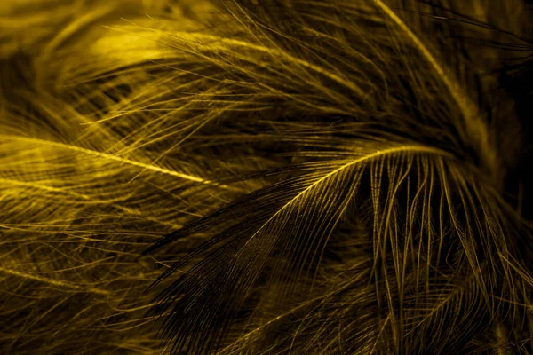 黑色和黄色的羽毛 — 图库照片