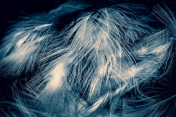 Белые Голубые Перья Фон — стоковое фото