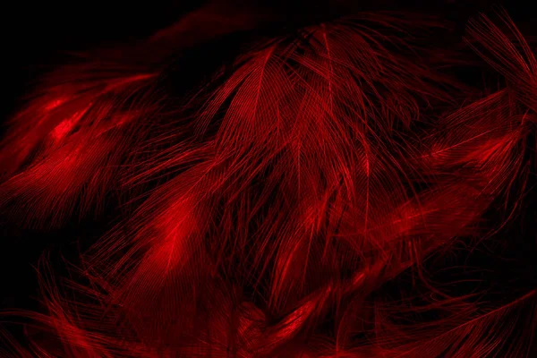 黑色和红色的羽毛 — 图库照片